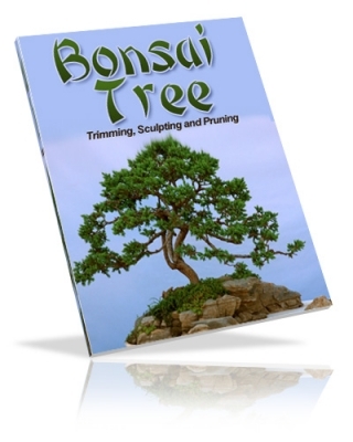 Product picture Bonsai Tree